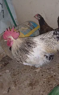 فروش خروس جوان سنگین وزن