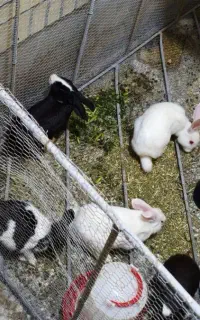 فروش خرگوش داچ