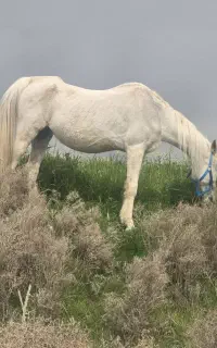 اسب مادیان ابرش