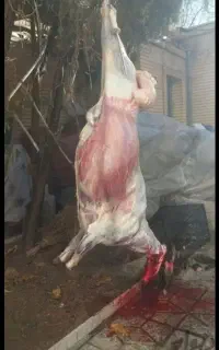 قصاب سیارقصابی سلاخی ذبح گوسفند وبز