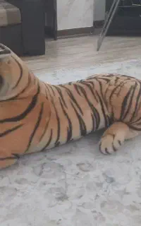 عروسک ببر بزرگ