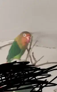 طوطی کوتوله گمشده