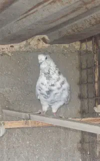 کبوتر تهرانی
