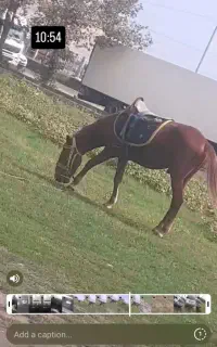 اسب گمشده...