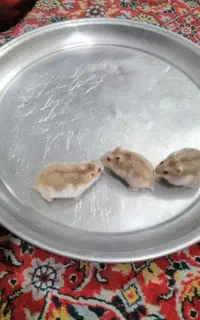 واگذاری همستر کمپل