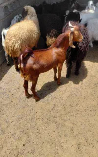 بره‌و‌کهره‌نر