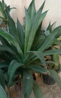 گل آگاو لاله ای (کاکتوس)