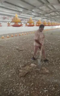 کود مرغی گوشتی