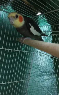 عروس هلندی گمشده محدوده حسابی شمالی ۴ بهورز ۶