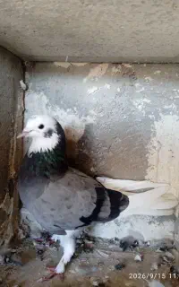 کبوترشازده ماده قزقن