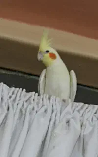 گمشده