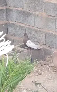 کبوتر