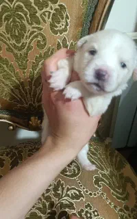 واگذاری سگ اشتپیز