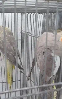 عروس هلندی جفت