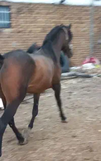 اسب کرد جوان