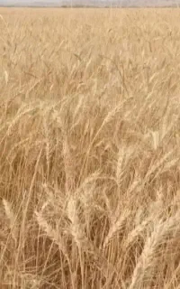 فروش کاه دیم انباری۱ یک تومان