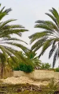 اگهی کاشت و فروش