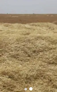 کاه گندم