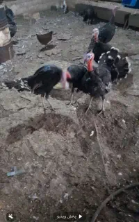جوجه غاز نیمچه شاخدار بوقلمون