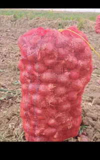 بارگیری پیاز توسط. نیروی  انسانی