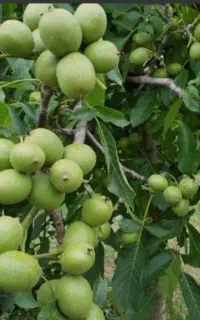 میخوای باغت پربار بشه با ۵۰ درصد افزایش