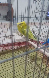 یک جفت مرغ عشق نر پروانه ای ماده معمولی گرید B