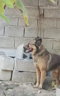 فروش سگ ژرمن اصیل نگهبان