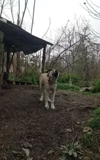 سگ پژدر الابای سرابی قهدریجونی خراسانی