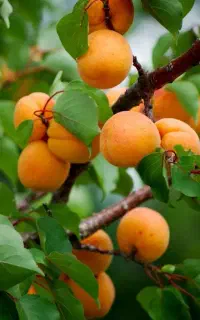 پیشفروش ارقام نهال گلدانی