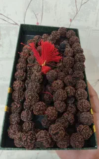رودراکشا سایز نهایی