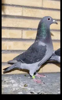 کفتر پلاکی جوجه شهرستانی آگهی خونده بشه