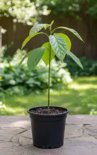 فروش نهال آووکادو درجه یک