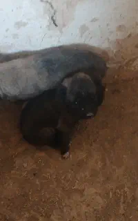 توله سگ