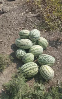 هندوانه دراگون
