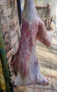 بسم اللە