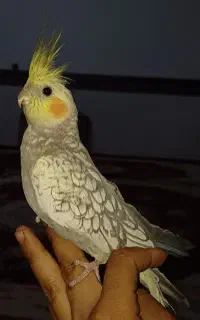 عروس هلندی