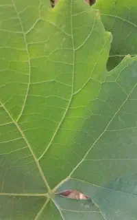 برگ انگور ۱۳۰ تومان