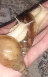 حلزون های مولدقیمت مناسب(معاوضه هم دارم)