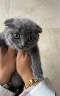 بچه گربه نژاد دار  اسکاتیش اصل