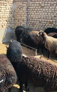 بره گوشتی