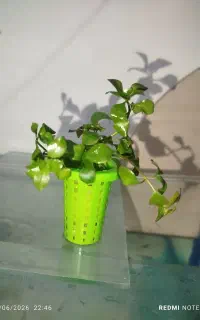 گیاهان اکواریومی زینتی