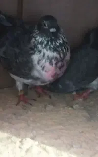 ۱۹تیرساعت۷غروب توی روبارتان‌گرفتم‌مهرخورده.نر