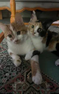 دو تا گربه دی اس اچ