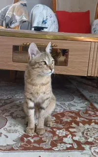 واگزاری گربه ی آروم