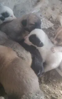 توله سگ عراقی