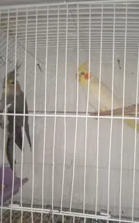 فروش فوری عروس هلندی نر سفید سخنگو