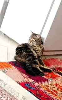 واگذاری گربه نر بالغ