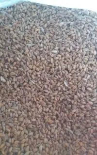 گندم جی ۵ آبی