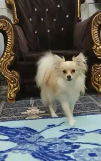 سگ پامرین حامله