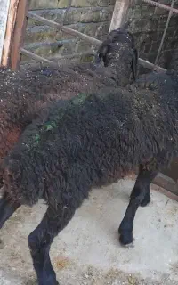 بره نر شیر مست